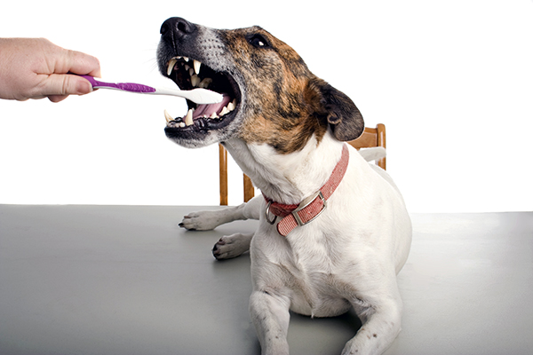 Limpieza dental en perros, gatos, conejos y cobayas