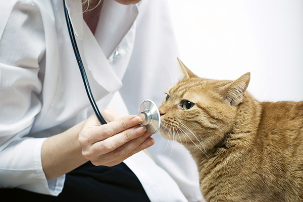 Veterinario gatos - Servicios Veterinarios