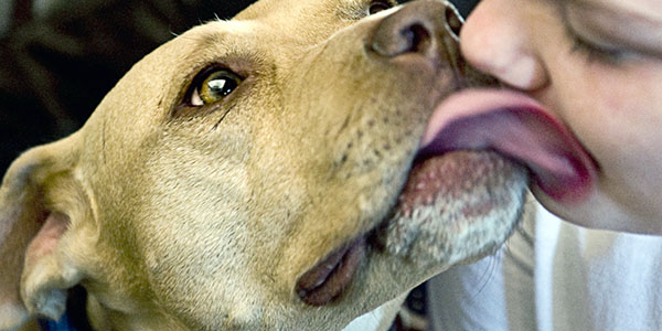 Veterinario perros - Servicios Veterinarios